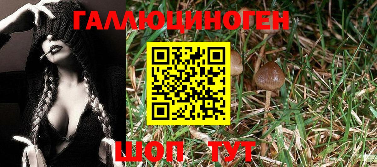 Нерюнгри  Галлюциногенные грибы Psilocybe  Вход с VPN 